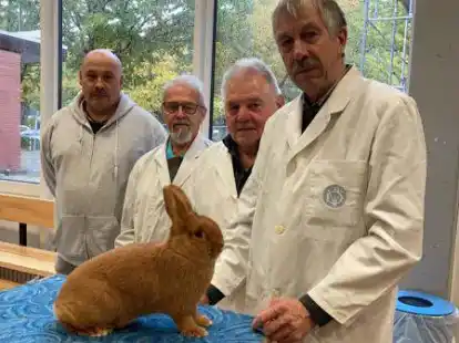 So sehen Sieger aus: Eine H&auml;sin der Rasse &bdquo;Sachsengold&ldquo; hat den Preisrichtern besonders gut gefallen (von links): Roland G&uuml;nsch, Horst Fahrenholz, Wolfgang Gebauer und Helmut Sudmann