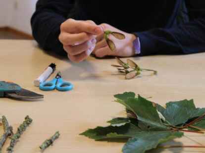 Die Samen des Ahornbaumes dienen als Fl&uuml;gel des Schmetterlings.