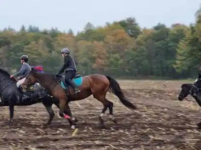 Ab auf den Maisacker: Bei der diesj&auml;hrigen Fuchsschwanzjagd hatten rund 20 Reiterinnen und Reiter Spa&szlig; in Schmede.
