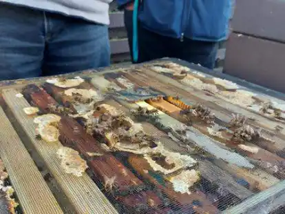 In Niedersachsen macht sich ein Imkerboom bemerkbar.