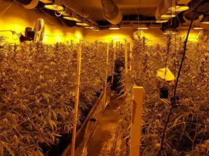 Blick in die Drogenplantage, die im Juni 2019 in Gro&szlig; K&ouml;hren entdeckt wurde. Der Betreiber muss sich jetzt vor Gericht verantworten.