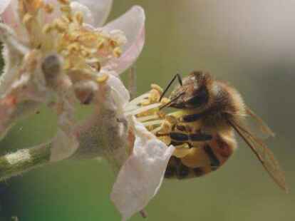 In &bdquo;Tagebuch einer Biene&ldquo; begleiten die Kinog&auml;ste eine Biene bei allem, was sie tut: Schl&uuml;pfen, Honigsammeln, sich gegen Hornissen verteidigen, vor Regentropfen fl&uuml;chten und vieles mehr.
