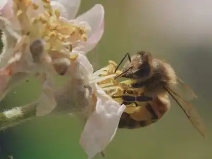 In &bdquo;Tagebuch einer Biene&ldquo; begleiten die Kinog&auml;ste eine Biene bei allem, was sie tut: Schl&uuml;pfen, Honigsammeln, sich gegen Hornissen verteidigen, vor Regentropfen fl&uuml;chten und vieles mehr.