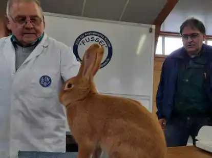 Preisrichter Wolfgang Gebauer aus Ganderkesee (links) und der Vorsitzende des Kreisverbands der Rassenkaninchenz&uuml;chter, Alfred Hartmann, nehmen ein Burgunder-Kaninchen in Augenschein.