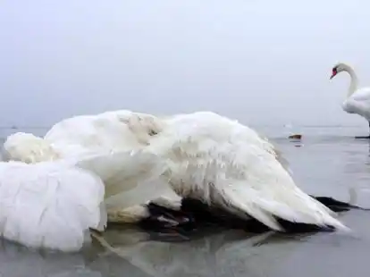Ein toter Schwan am Wasser: Auch Wildv&ouml;gel k&ouml;nnen an der Vogelgrippe sterben &ndash; gerade im Herbst verenden aber vor allem auch alte und schwache Tiere ohne Einfluss der Krankheit.