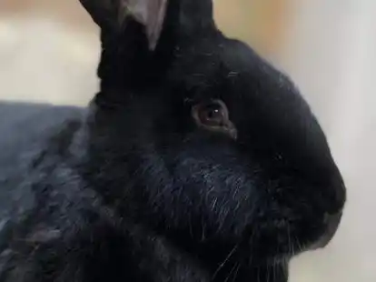 M&ouml;chte das Tierheim verlassen: Die Kaninchendame Minou ist eine schwarze Deutsche Riesin.