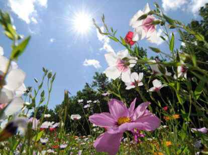 &Uuml;ber die Bedeutung von Bl&uuml;hstreifen f&uuml;r die Artenvielfalt sprach die Expertin nun im Industrie-Museum.
