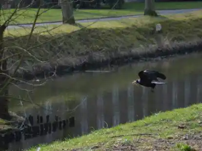 Eine Saatkr&auml;he beim &Uuml;berflug der Graft in Jever