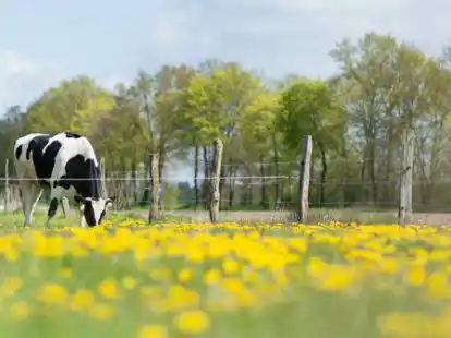 Der Landkreis Oldenburg ist &Ouml;ko-Modellregion in Niedersachsen. Der Anteil &ouml;kologischer Landwirtschaft soll erh&ouml;ht werden.