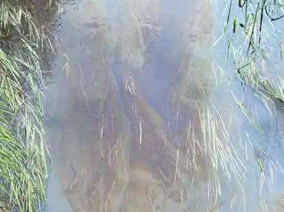 Deutlich zu erkennen: Auf dem Gew&auml;sser, hier ein Teil der Lethe, ist eine Verunreinigung sichtbar. Das Foto machte Spazierg&auml;ngerin Tanja Eickelberg.