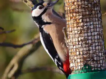 Vogelf&uuml;tterung richtig: Erste Wahl sind Futters&auml;ulen aus Metall.
