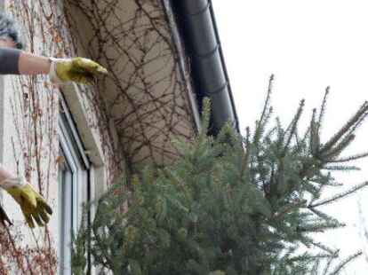 Lieber behutsam und gut sichtbar sollten die Tannen am Abfuhrtag an die Stra&szlig;e gelegt werden.