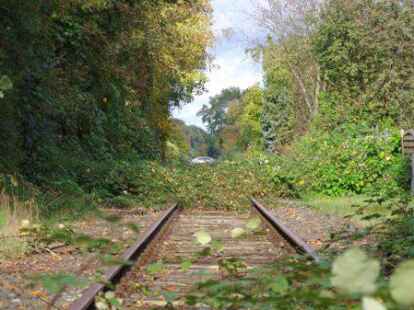 Die Natur erobert sich die Bahntrasse zur&uuml;ck. Einen Radweg wird es zwischen Altenesch und Delmenhorst auf diesem Gebiet wohl nicht geben.