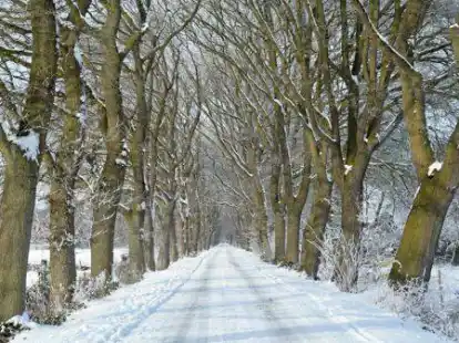 Zur Allee des Monats wurde die Neudorfer Stra&szlig;e gek&uuml;rt.