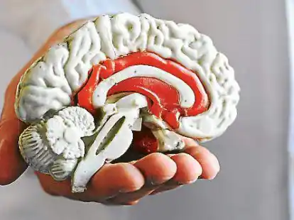 Ein Modell von einem menschlichen Gehirn. Es ist auch das Zentrum f&uuml;r Kreativit&auml;t.