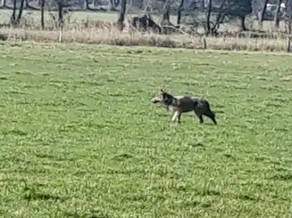 Auf Wanderschaft: Diesem Wolf begegnete Lena Stamer am M&uuml;hlenfeld in Elmendorf.