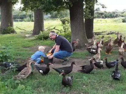 Da war noch alles gut: Hobby-Gefl&uuml;gelz&uuml;chter Rainer Gerling f&uuml;ttert vor Ausbruch der Gefl&uuml;gelpest gemeinsam mit seinen Kindern seine Tiere.