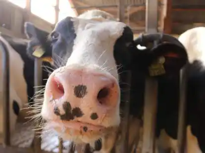 Die Kuhzahlen gehen auch im Oldenburger M&uuml;nsterland zur&uuml;ck. Zudem sind die Tiere immer j&uuml;nger.