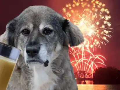 F&uuml;r viele Menschen ist es eine gro&szlig;e Freude, f&uuml;r Tiere bedeutet es vor allem Stress: das Silvesterfeuerwerk. Unter anderem soll Eierlik&ouml;r helfen.