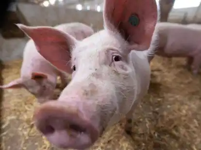 20 Schweine verendeten nach einem Unfall in Suhle.