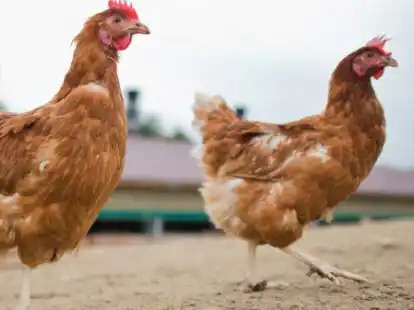 Gesucht werden neue Zuhause f&uuml;r ausgediente Legehennen.