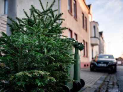 Ausgedient (Symbolbild): Die Entsorgung der ausrangierten Weihnachtsb&auml;ume geschieht aber nicht &uuml;ber den Biom&uuml;ll. In Husb&auml;ke, Jeddeloh II und Friedrichsfehn bieten die Jugendfeuerwehren Sammlungen an. Auch der Abfallwirtschaftsbetrieb nimmt die B&auml;ume mit. dpa
