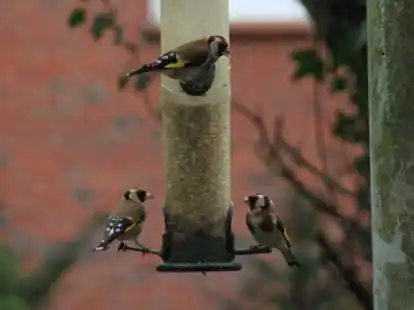 &bdquo;Hm, was gibt es hier denn Leckeres?&ldquo;, scheinen sich die Stieglitze zu fragen, die am Sonntag diese Futters&auml;ule im Emder Stadtteil Port Arthur/Transvaal enterten &ndash; p&uuml;nktlich zur &bdquo;Stunde der Winterv&ouml;gel&ldquo;.
