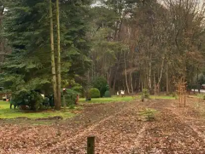 Statt Wald jetzt freie Fl&auml;che: Auf dem Grundst&uuml;ck von Mario und Kerstin Zemke mussten die Fichten aufgrund des Borkenk&auml;ferbefalls gef&auml;llt werden.