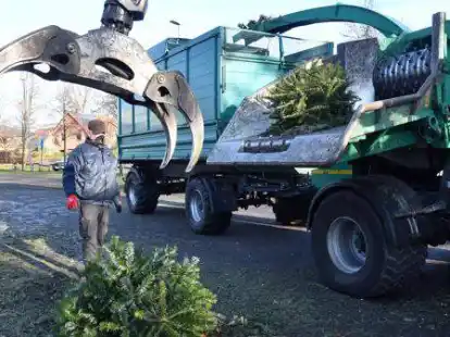 Mit dem Greifarm lie&szlig; Karl-Heinz Alzog in Hude die ausgedienten Weihnachtsb&auml;ume in den Schredder bef&ouml;rdern.
