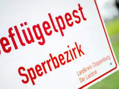 Die Gefl&uuml;gelpest hat in diesem Jahr bislang die Putenm&auml;ster in Garrel weitgehend verschont.