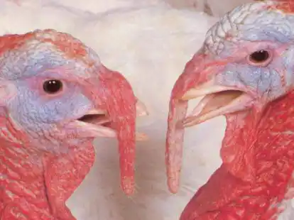 Aus dem Truthahn-Zentrum B&ouml;sel-Garrel ist einiges in andere Regionen verlagert worden.