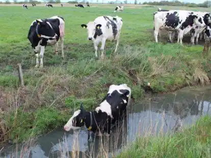 Tierrettungen geh&ouml;ren f&uuml;r die Feuerwehren in Landkreis Aurich zum Tagesgesch&auml;ft, so wie hier in Pilsum.