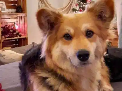 Wurde nach tagelanger Suche gefunden: Lotta