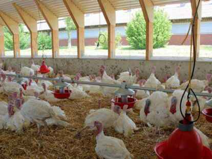 Puten sind besonders anf&auml;llig f&uuml;r die Gefl&uuml;gelpest, weil sie oft in Offenst&auml;llen gehalten werden.