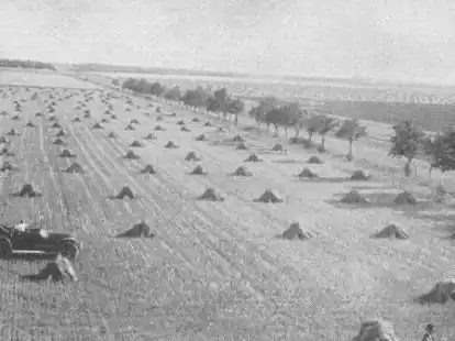 Davon konnten die daheimgebliebenen Ostfriesen nur tr&auml;umen: mit dem eigenen Auto auf das gro&szlig;e Kornfeld fahren.