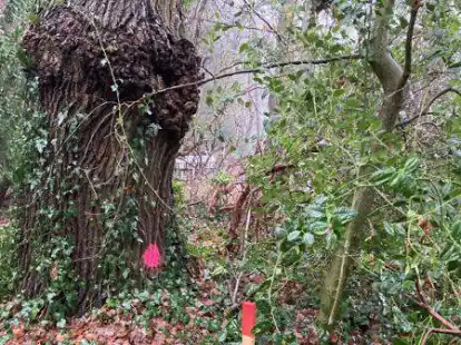 Markiert mit einem rosafarbenen Punkt: Auch diese alte Eiche befindet sich etwas abseits des Seerundwanderweges im Trassenverlauf der Erdgasleitung. Sie k&ouml;nnte gef&auml;llt werden.