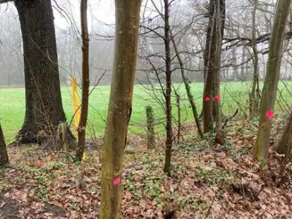 Rosafarbene Punkte an den St&auml;mmen. Wie hier sind rund 80 B&auml;ume im Bereich des Seerundwanderweges in Bad Zwischenahn und Rostrup von der EWE Netz markiert worden. Ihnen droht die Abholzung.