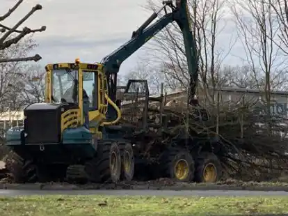 Mit schwerem Ger&auml;t wurde das Holz aufgeladen und abgefahren.