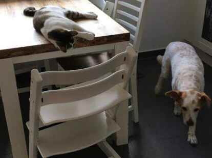 Wie Hund und Katz&rsquo;: Kater Hase und H&uuml;ndin Flocke setzen noch auf eine klassische Rollenverteilung.