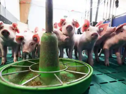 Schweineg&uuml;lle verwerten, so dass Rohstoffe und sauberes Wasser &uuml;brig bleiben, ist weiterhin das Anliegen der Firma Kaskum am C-Port.