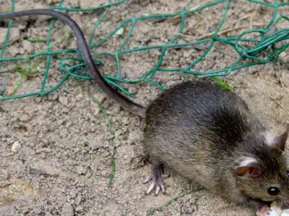 Eine kleine Ratte (Rattus rattus) frisst in einer Parkanlage Abfall. Wie man ihrer zum Beispiel in landwirtschaftlichen Betrieben Herr werden kann, berichtet Dr. Lutz Fischer vom LAVES.