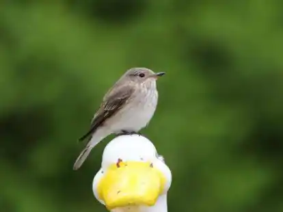 Grauschn&auml;pper auf Ganter: Wer viele Vogelarten kennt, ist beim Quiz des Fuhrenkamp-Schutzvereins klar im Vorteil.