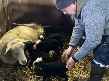 Vier auf einen Streich: Schafz&uuml;chter Sven Semprich freut sich &uuml;ber vier kerngesunde Vierlinge.