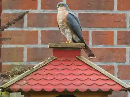 Im Garten von Peter Langer aus Zetel verstummten pl&ouml;tzlich alle V&ouml;gel. Des R&auml;tsels L&ouml;sung war schnell gefunden: Ein Sperber hatte sich auf dem Vogelhaus niedergelassen.