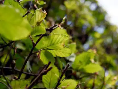 Wenn eine Hecke zu weit auf einen &ouml;ffentlichen Geh-, Radweg oder eine Stra&szlig;e hinausragt, muss sie zur&uuml;ckgeschnitten werden.