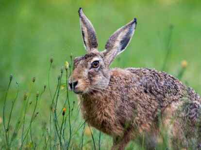 Der Bestand an Feldhasen hat sich auf den L&auml;ndereien von Wilhelm Eden deutlich erh&ouml;ht.