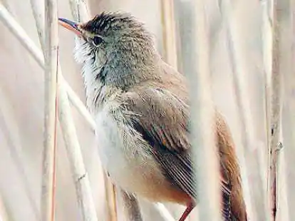 Seine Wanderung wurde erforscht: ein Teichrohrs&auml;nger