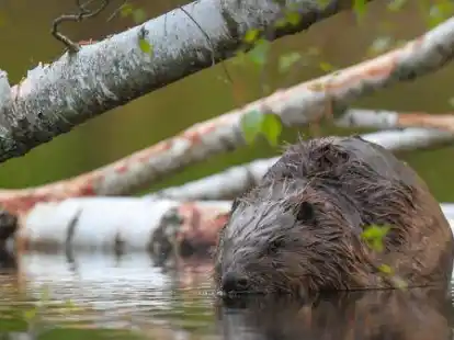 Der Naturschutzbund fordert mehr Initiative des Landkreises in Bezug auf den Biberschutz.