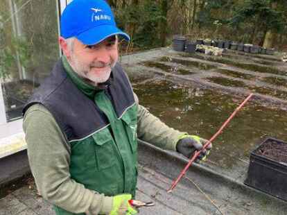 Ist Hobbyg&auml;rtner und seit Jahrzehnten im Nabu aktiv: Kersten Ebel aus Norden zeigt, wie leicht sich Fruchth&ouml;lzer vermehren lassen.