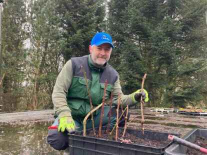Drei bis vier Knospen sollte das Holz schon haben, die austreiben k&ouml;nnen. Die St&ouml;cker mit zehn Zentimeter Abstand in gesetzte Erde stecken und danach feucht halten. Bild: Elisabeth Ahrends